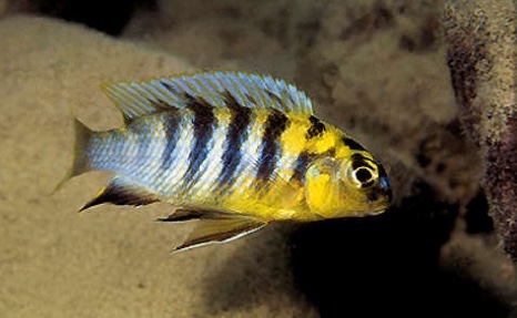 Tropheops sp. 'weed' Cobwe